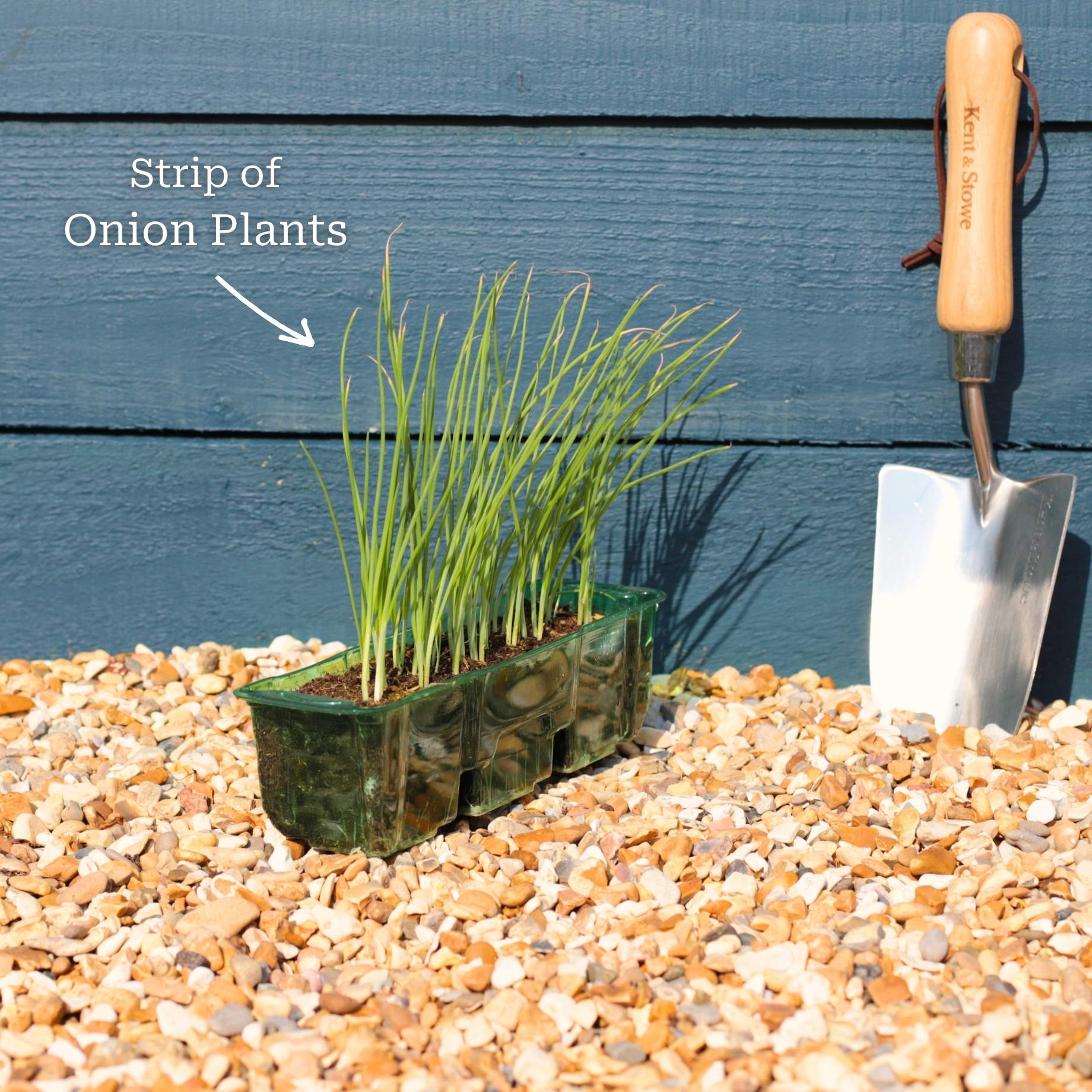 Quick Growing Salad Plant Collection - Image 7