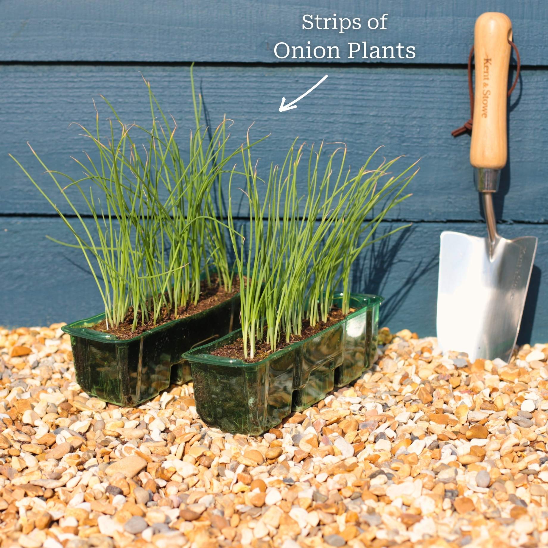 'White Lisbon' Spring Onion Plants - Image 5