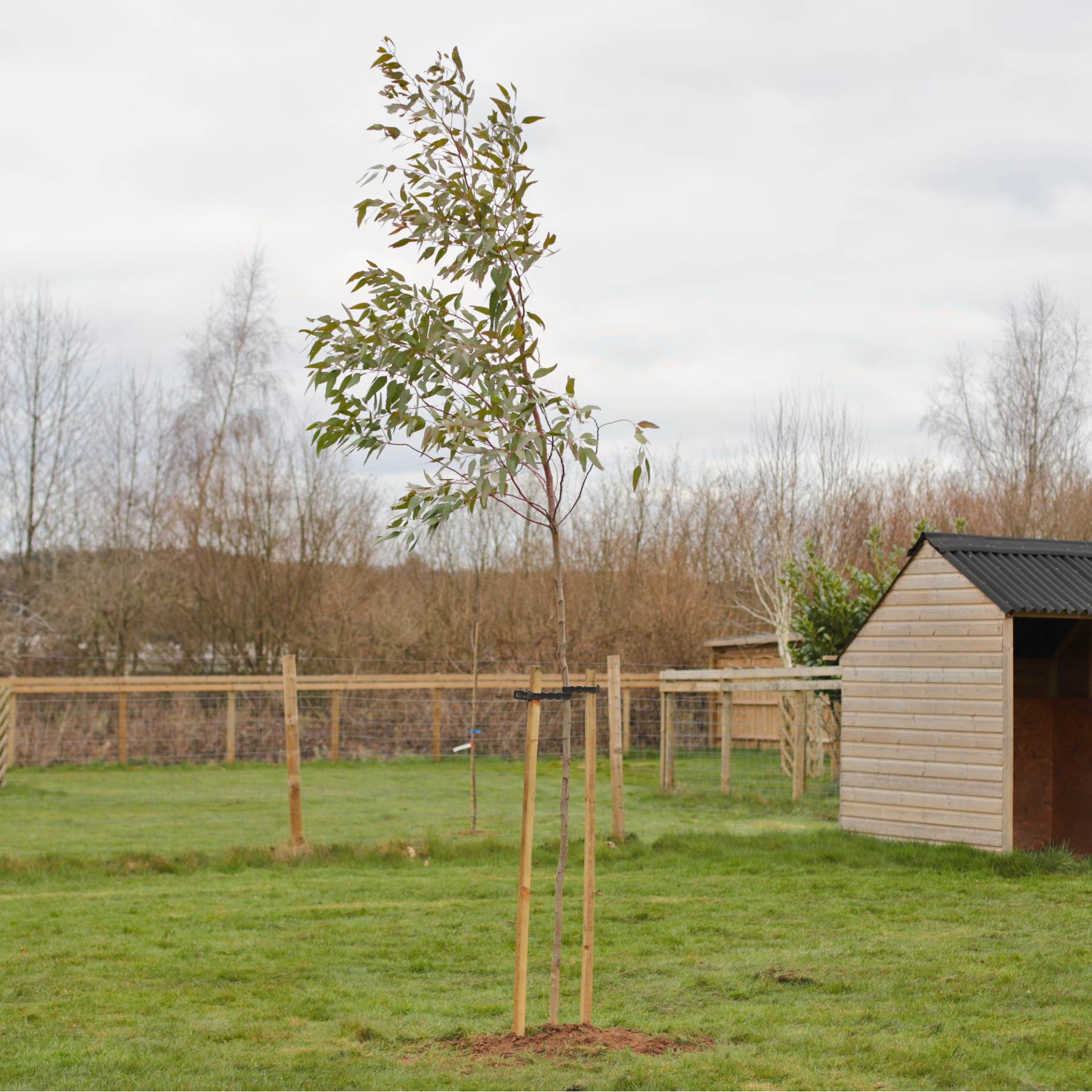 180cm Tall Tree Stake & Supersoft Tie - Image 6
