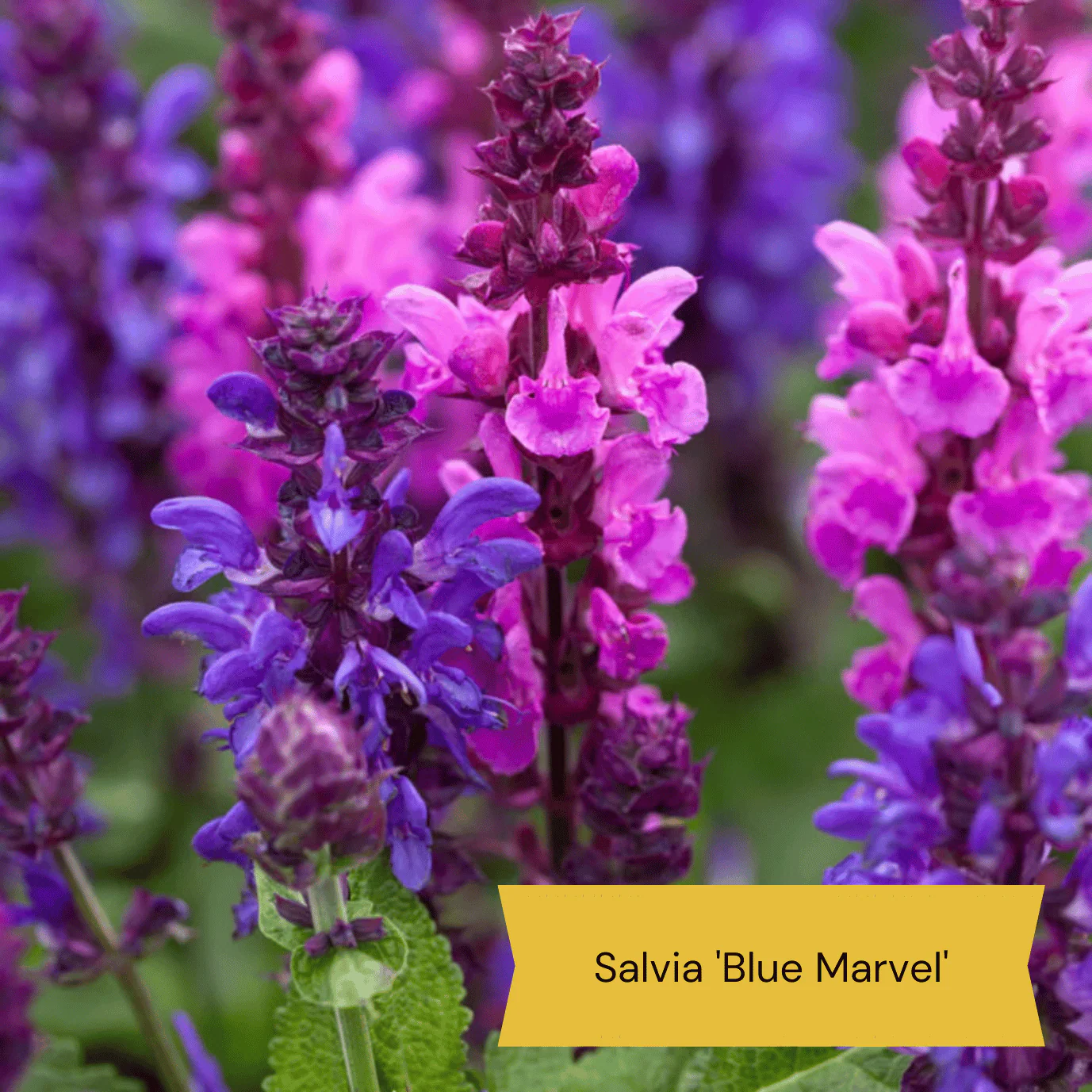 Mediterranean Garden Collection | Drought Tolerant Plants - Image 9
