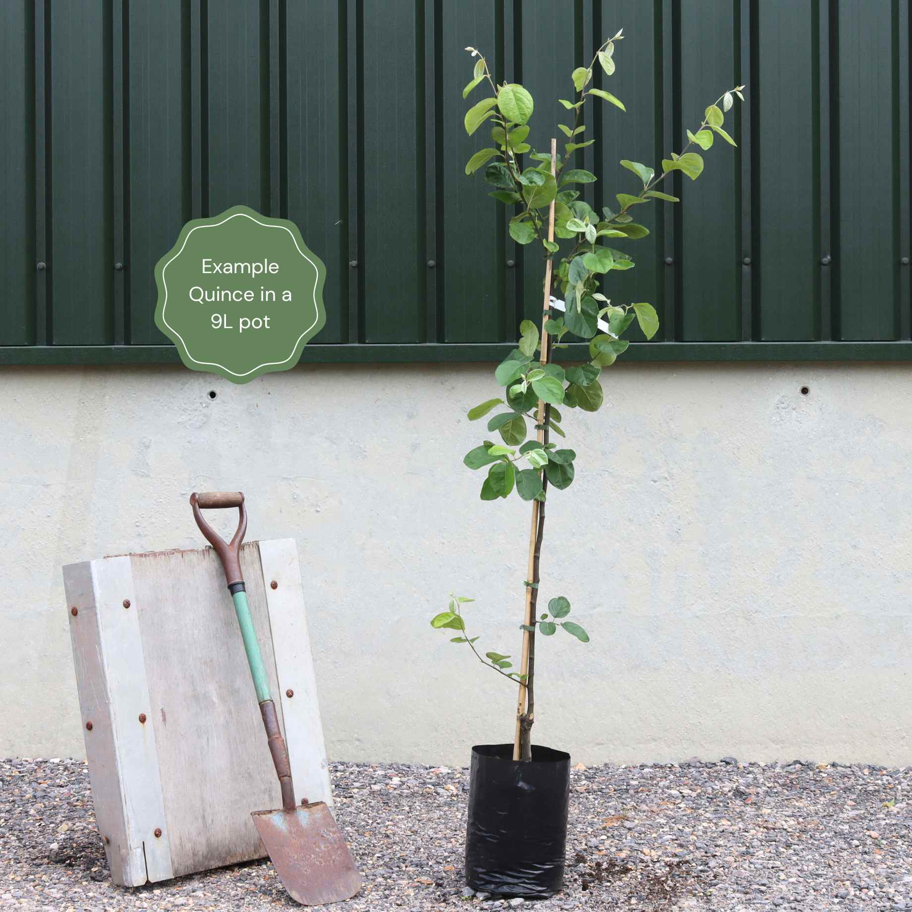 'Meech's Prolific' Quince Tree - Image 3