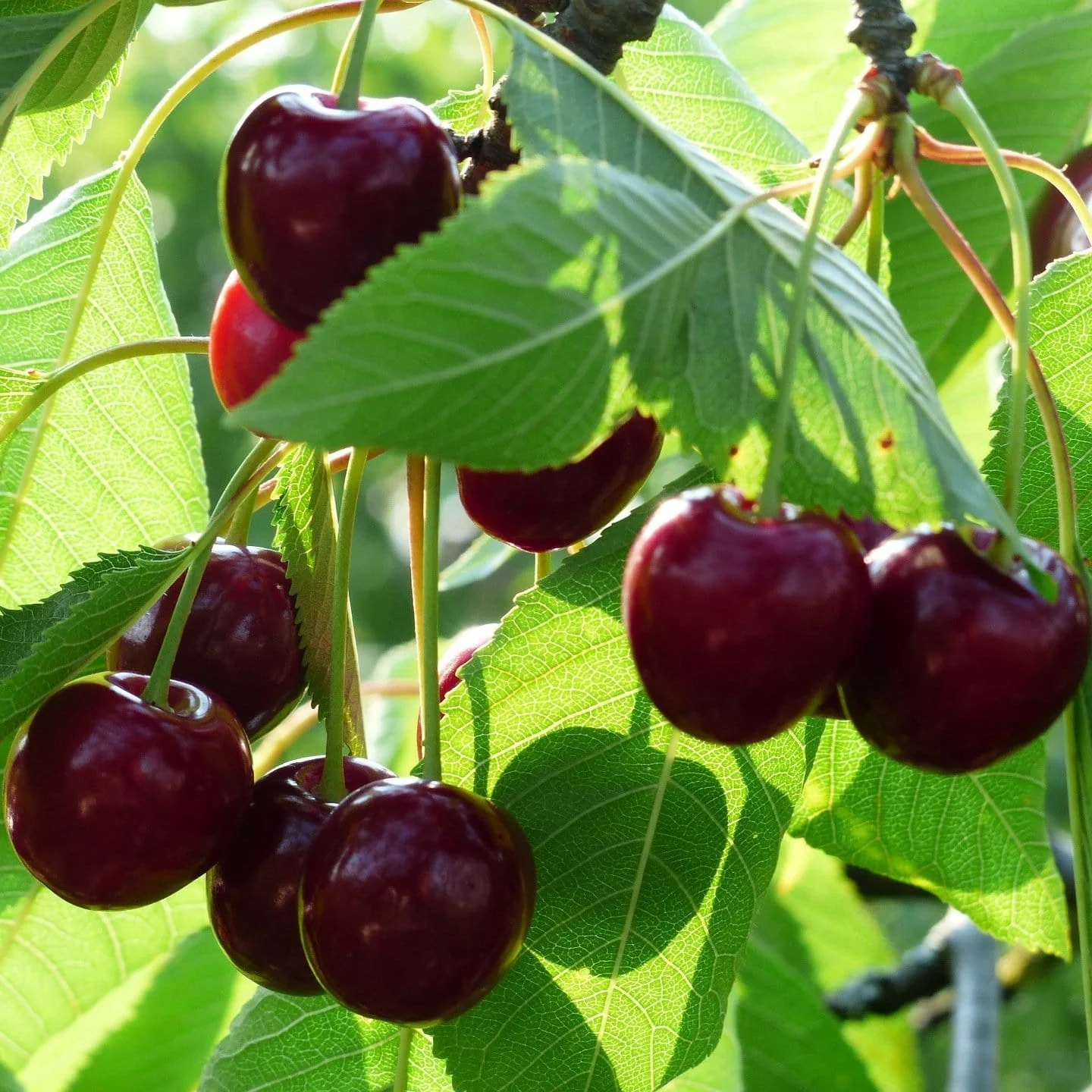 'Merchant' Cherry Tree - Image 3