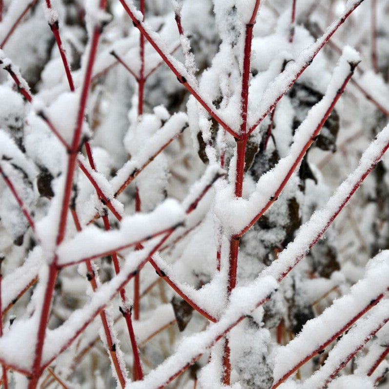 Common Dogwood | Cornus sanguinea 'Midwinter Fire' - Image 4