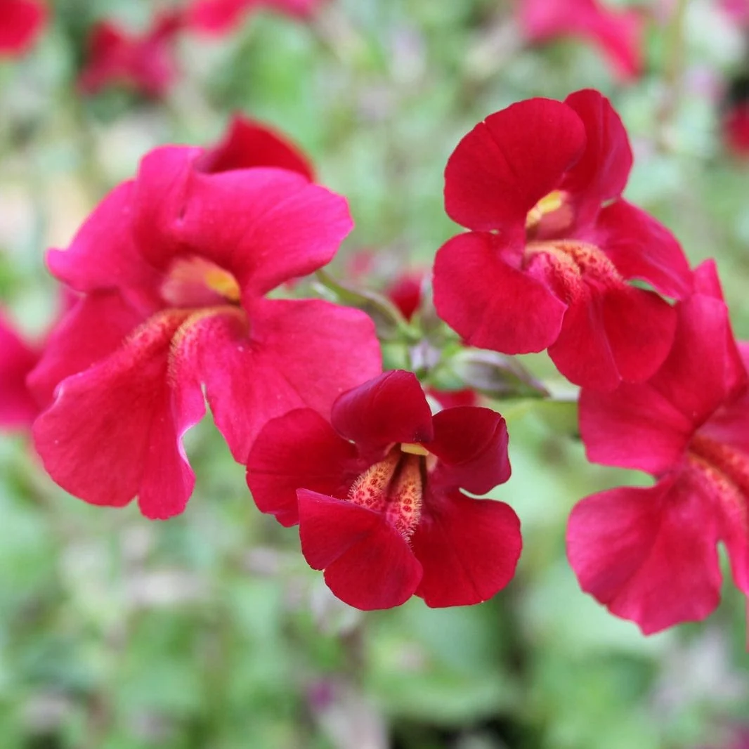 Mimulus cupreus | Red Emperor - Image 3