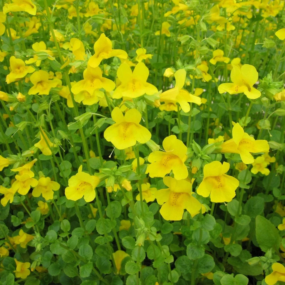 Mimulus guttatus | Yellow Monkey Flower - Image 4