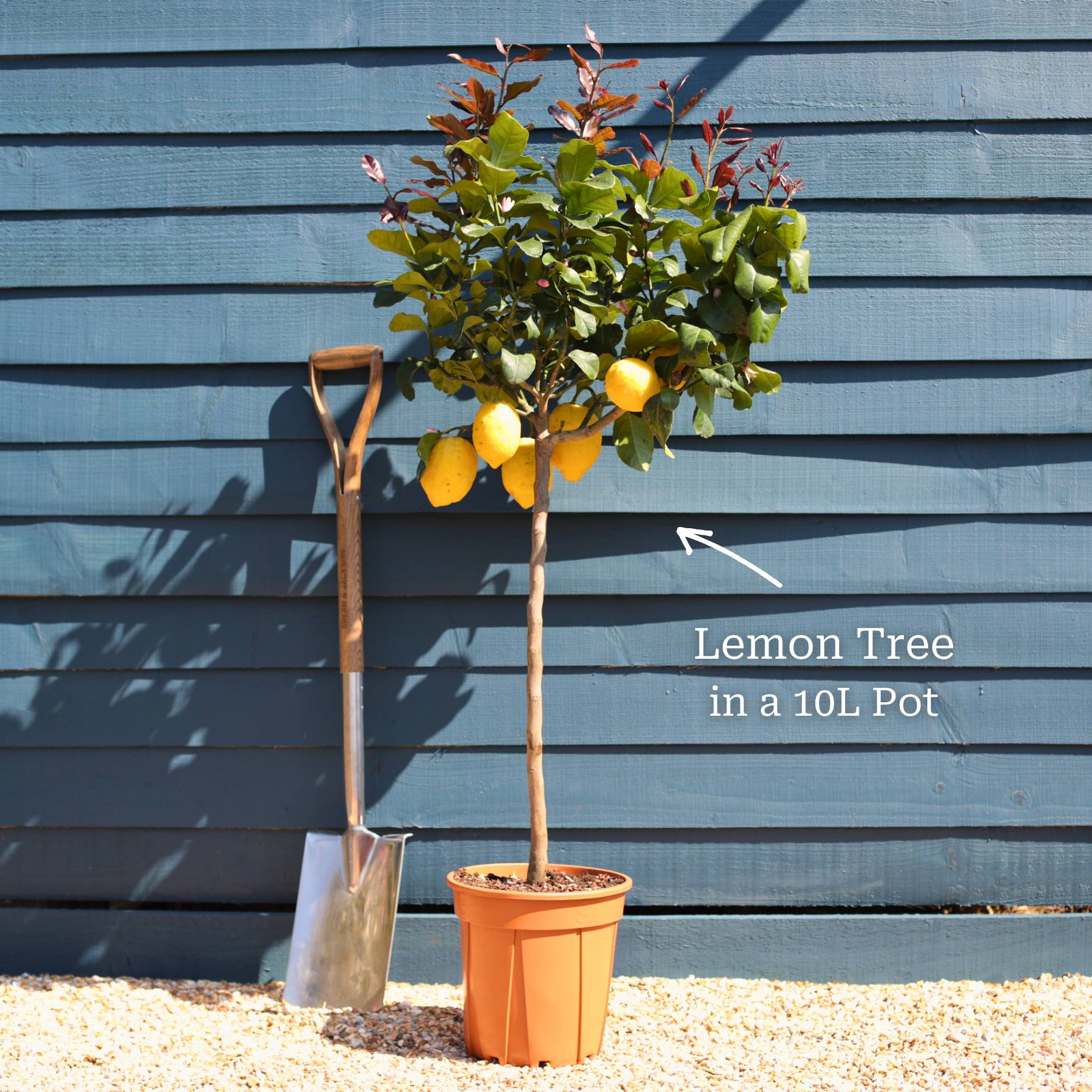Grafted Patio Lemon Tree | 4 Seasons Lemon - Image 8