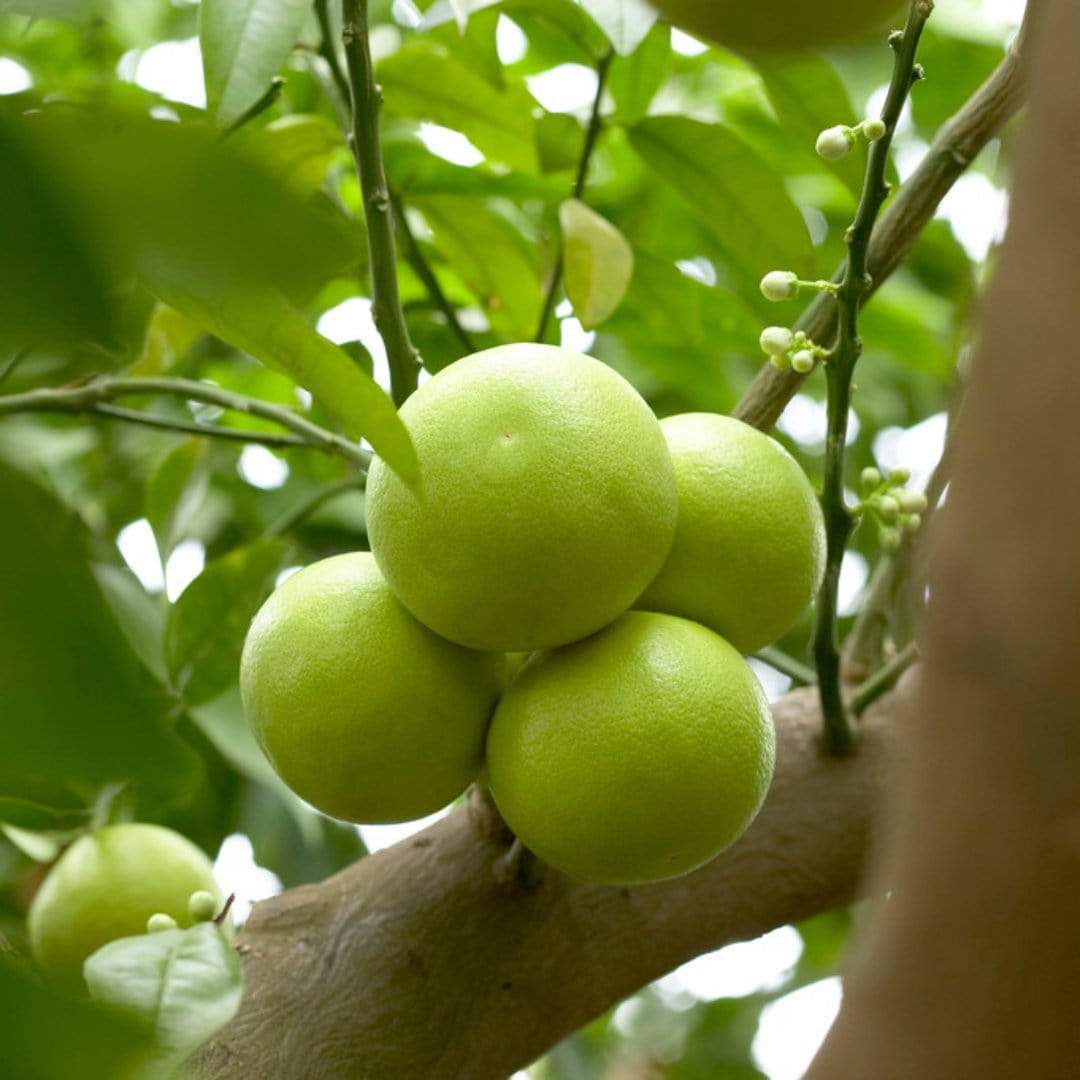 Tahiti Patio Lime Tree - Image 8