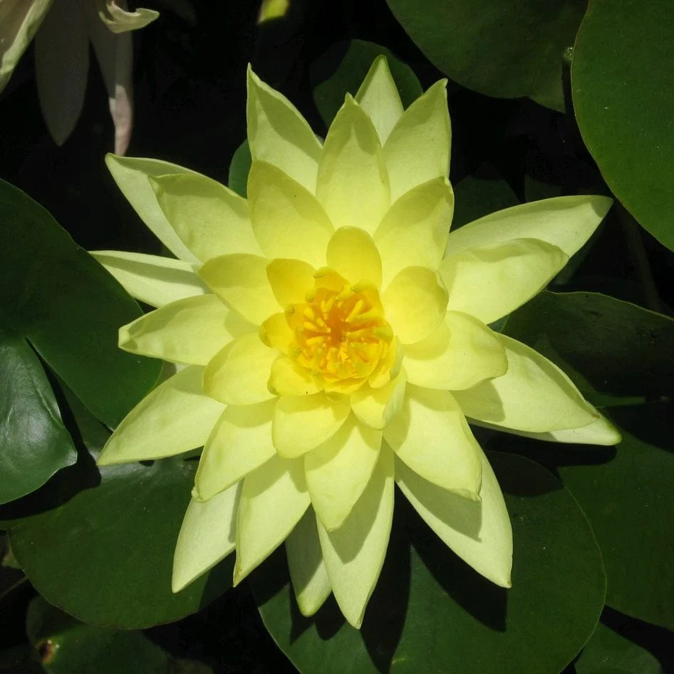 Best Small Pond Plants Collection with a Lily | Grower's Choice - Image 5