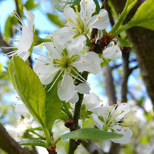 'Mirabelle De Nancy' Plum Tree - Image 5