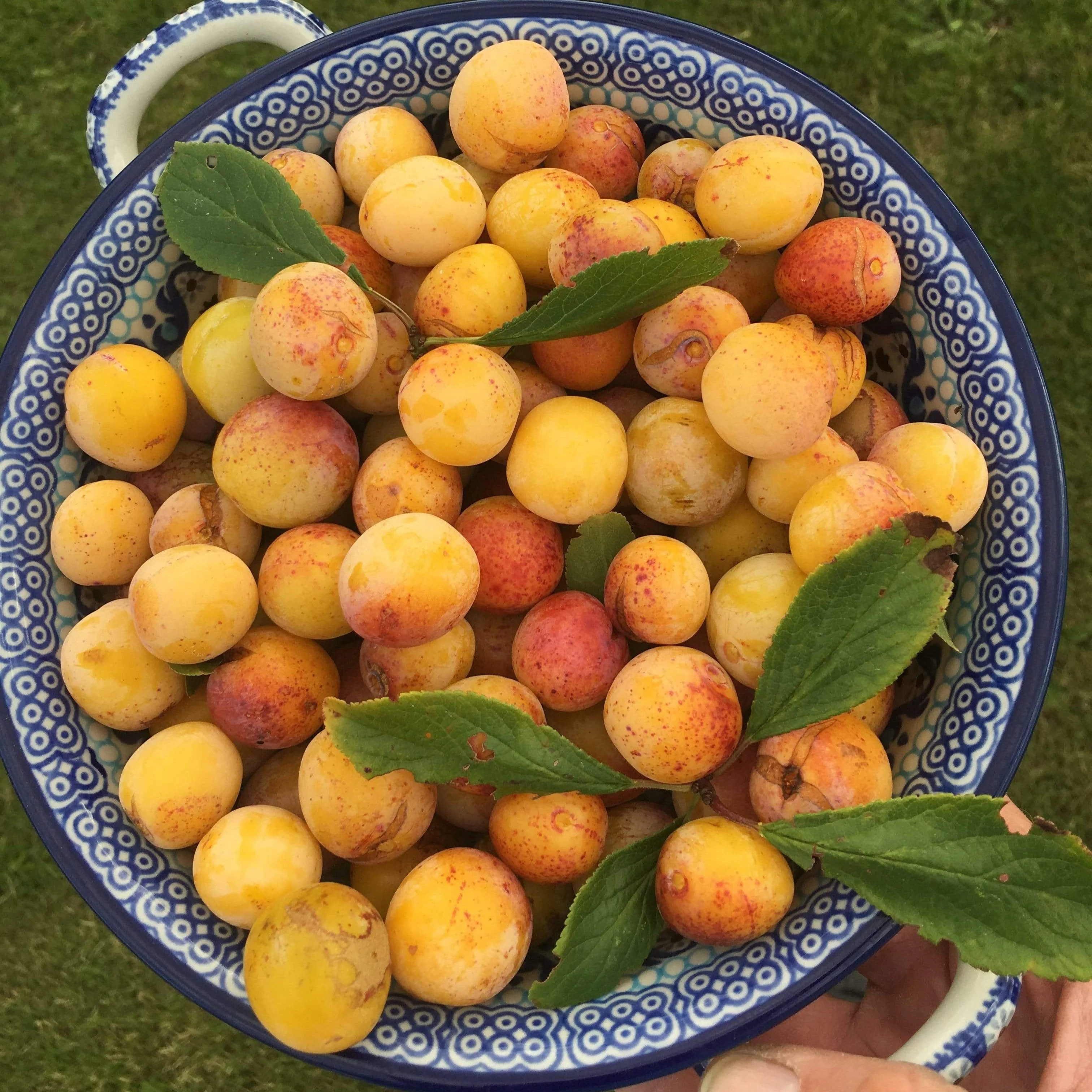 'Mirabelle De Nancy' Plum Tree - Image 8