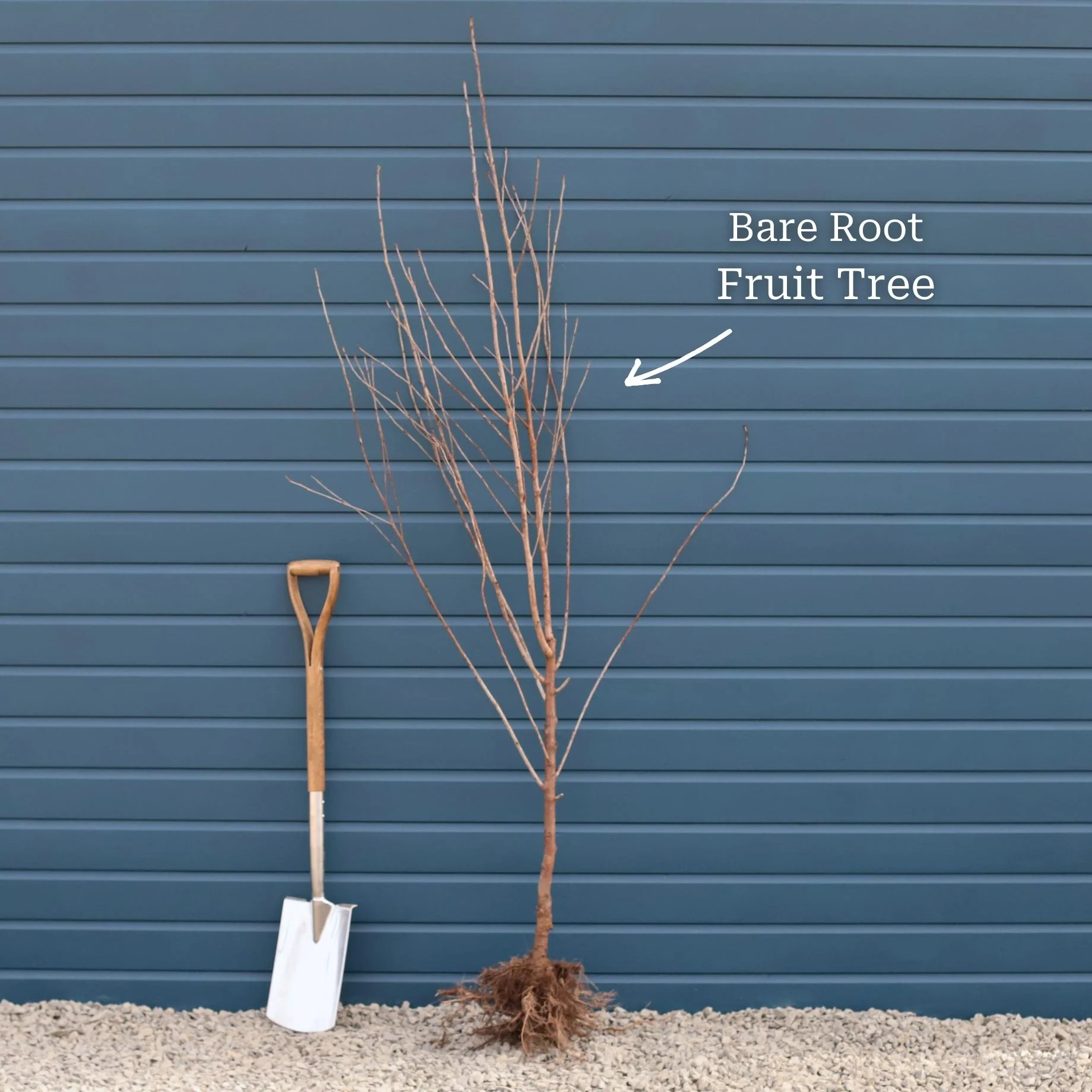'Peregrine' Peach Tree - Image 8