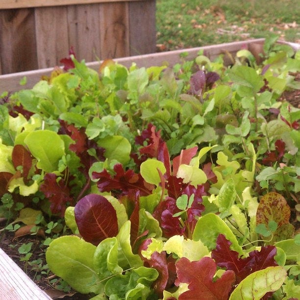 Mixed Baby Leaf Lettuce Plants - Image 5