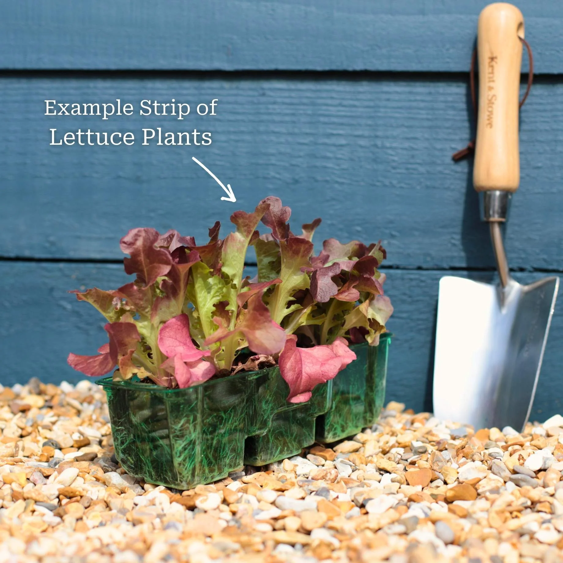 Quick Growing Salad Plant Collection - Image 6