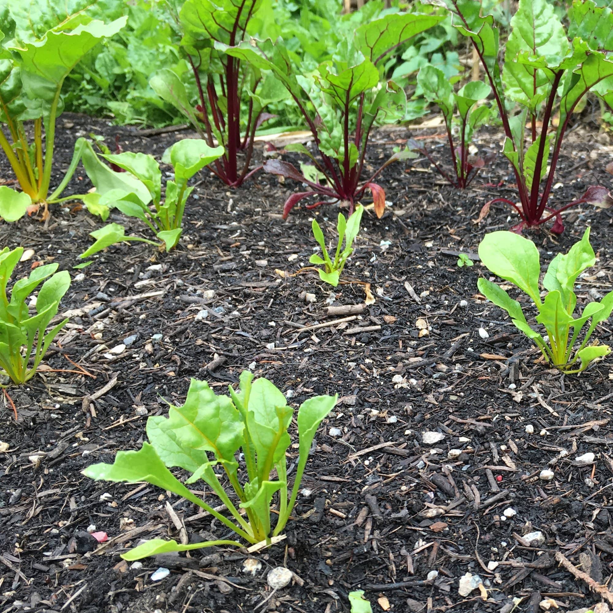 Mixed Beetroot Plants - Image 3