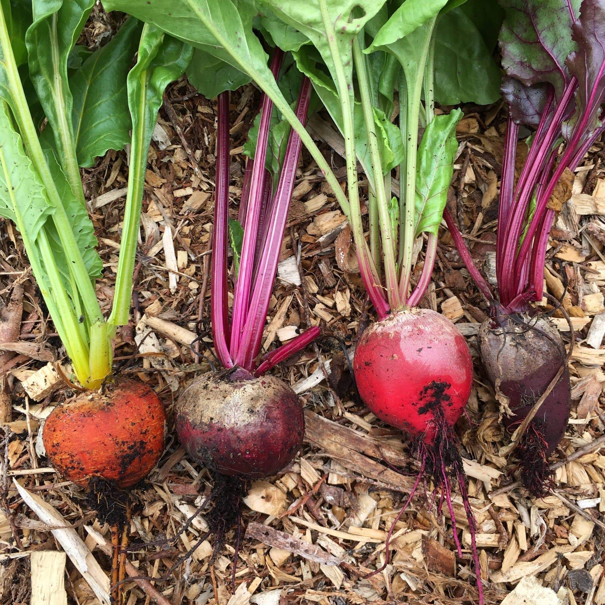 Mixed Beetroot Plants - Image 4