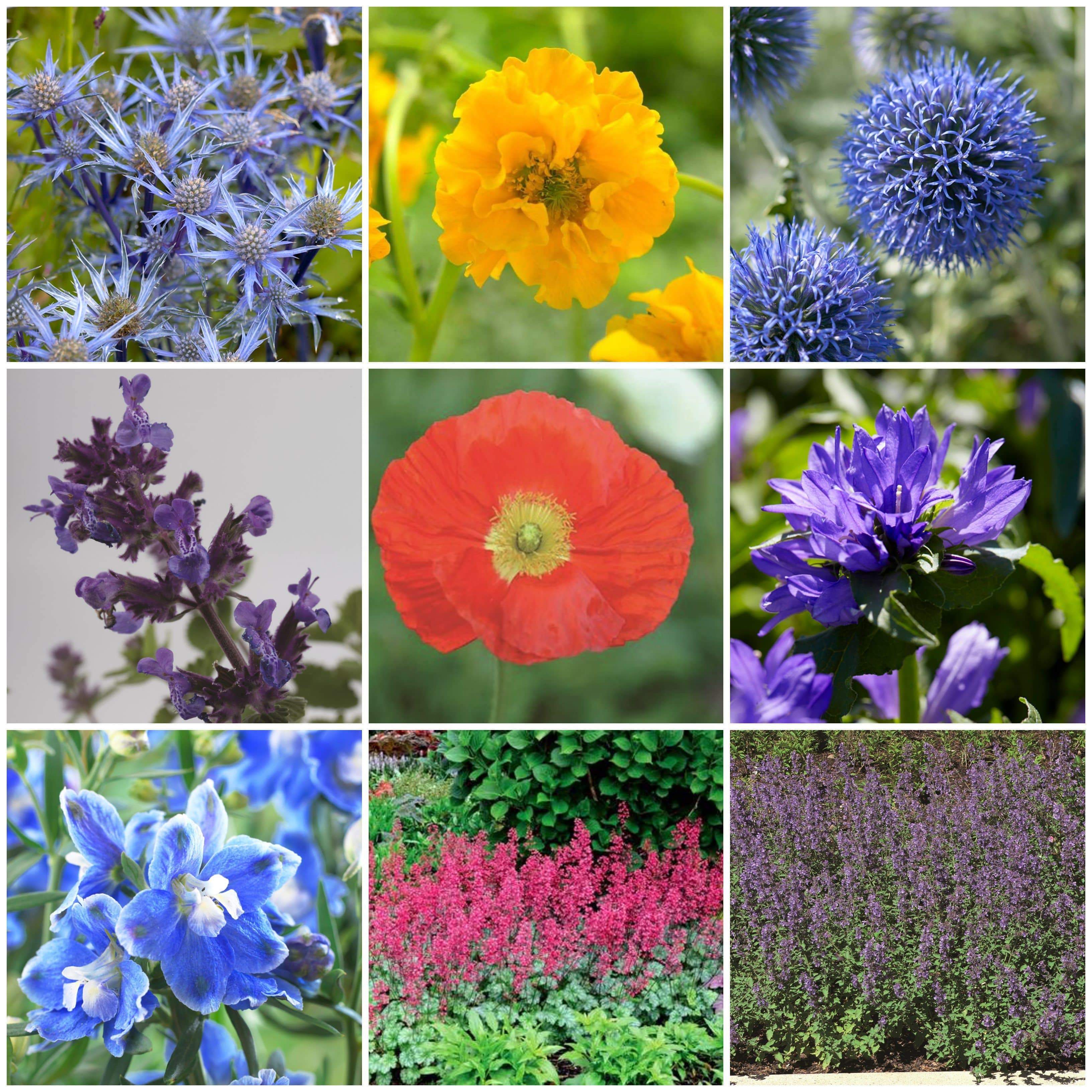 Mixed Flowering Perennial Plants | Extra Value Pack - Image 2