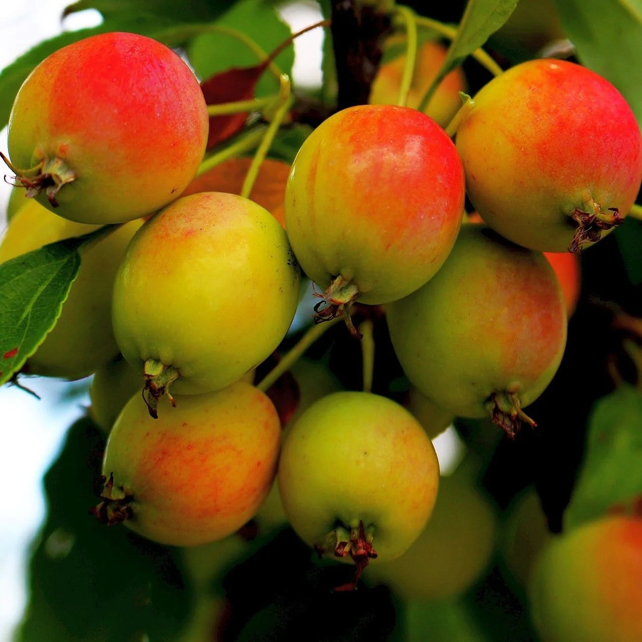 'Montreal Beauty' Crabapple Tree - Image 3