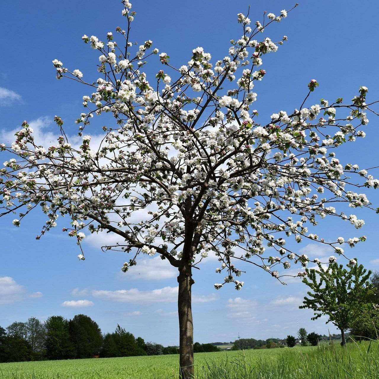 'Morello' Cherry Tree - Image 3