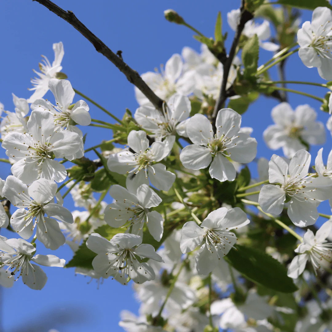 'Morello' Cherry Tree - Image 5