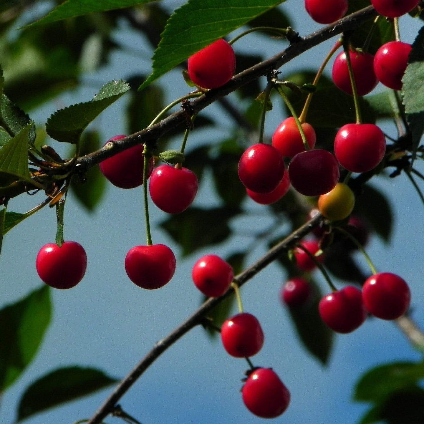 'Morello' Cherry Tree - Image 7