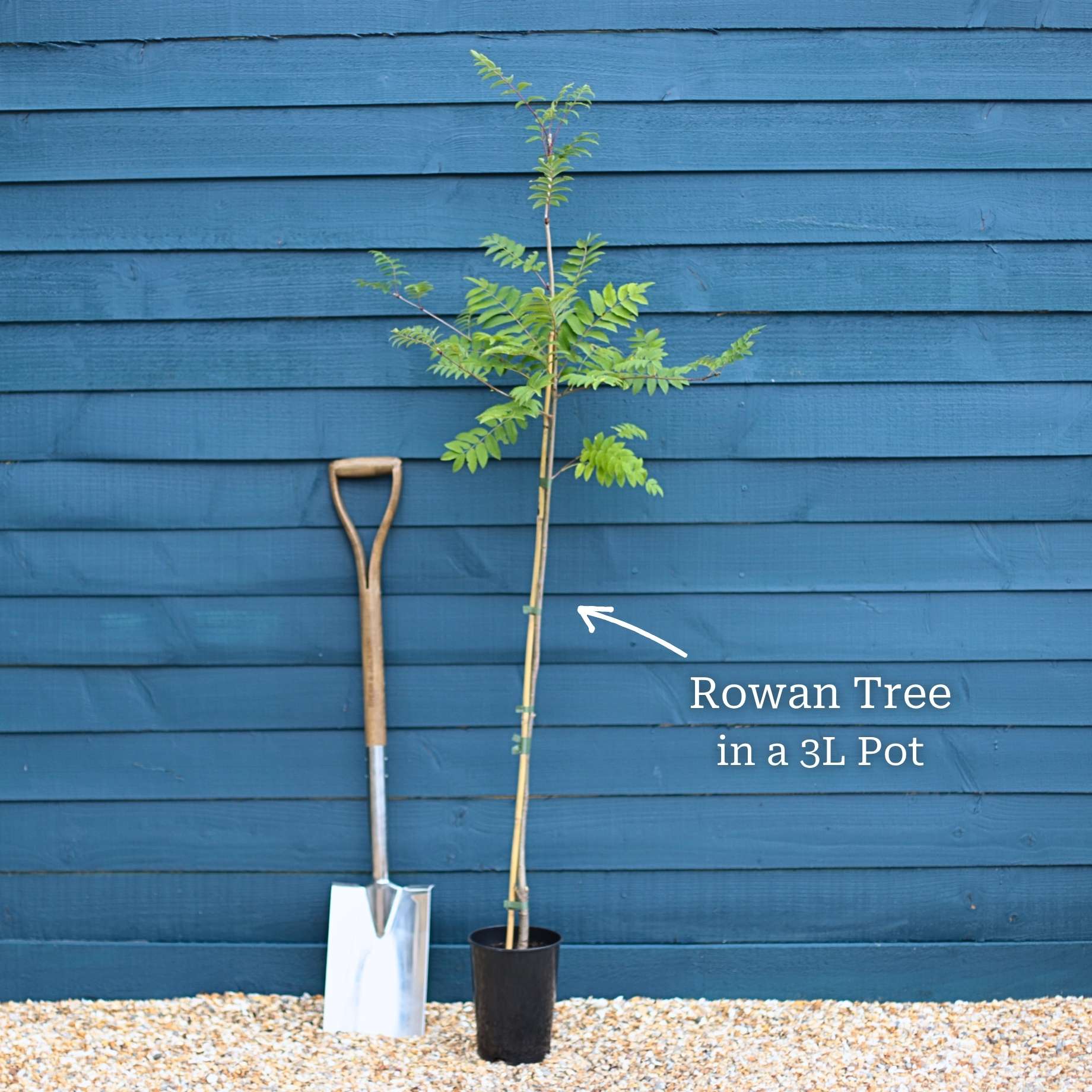 Mountain Ash Rowan Tree | Sorbus aucuparia - Image 13
