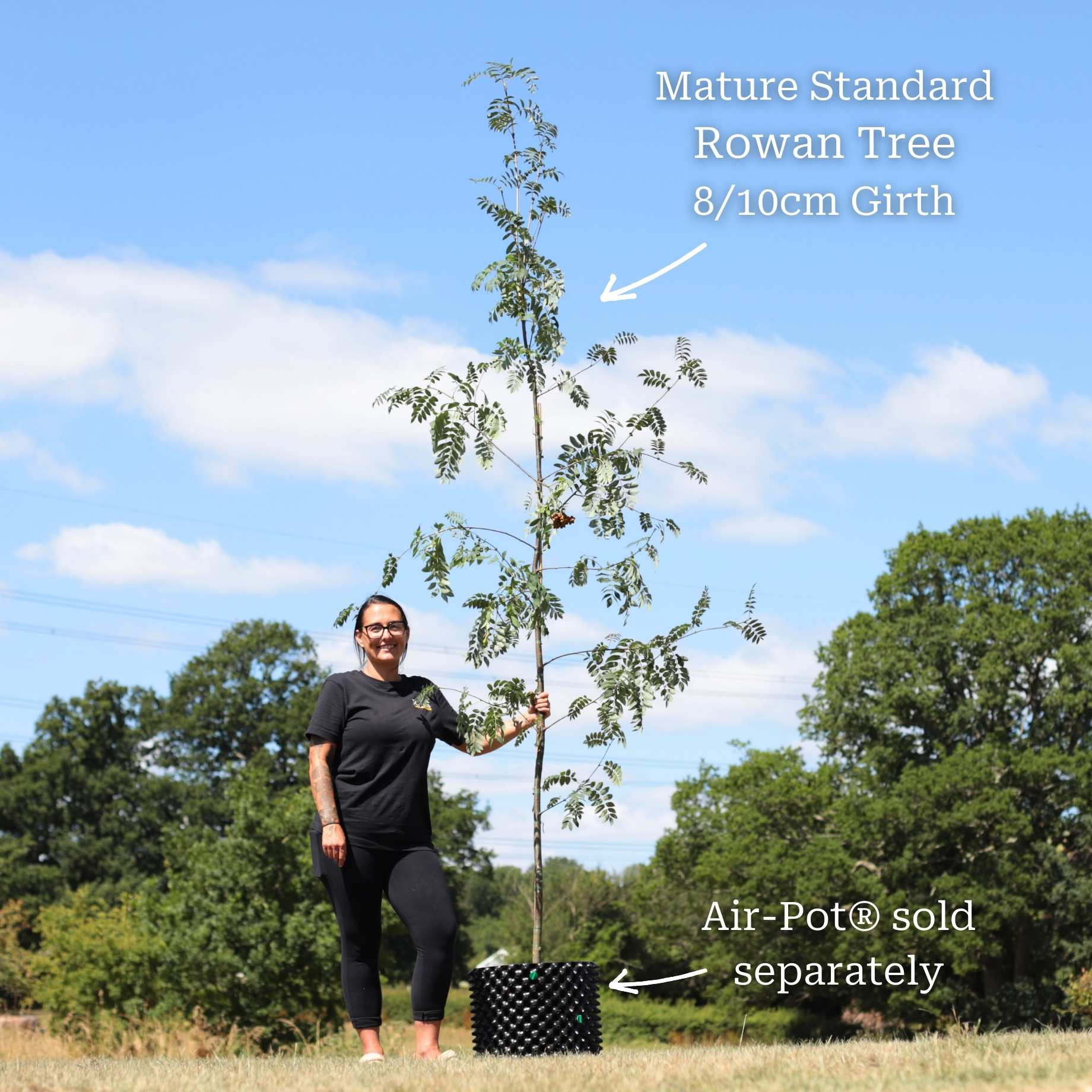 Mountain Ash Rowan Tree | Sorbus aucuparia - Image 6