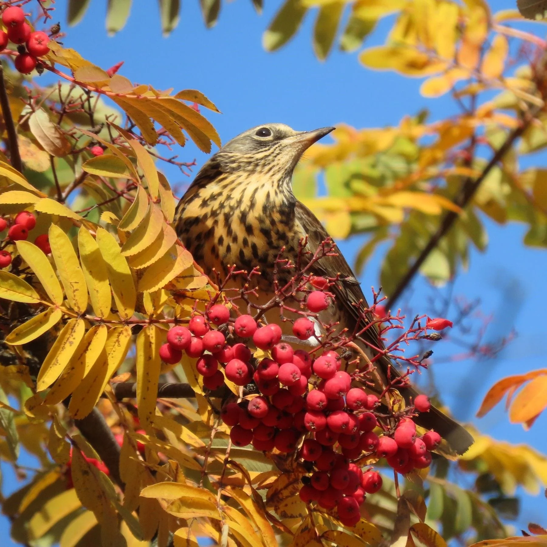 Mountain Ash Rowan Tree | Sorbus aucuparia - Image 7