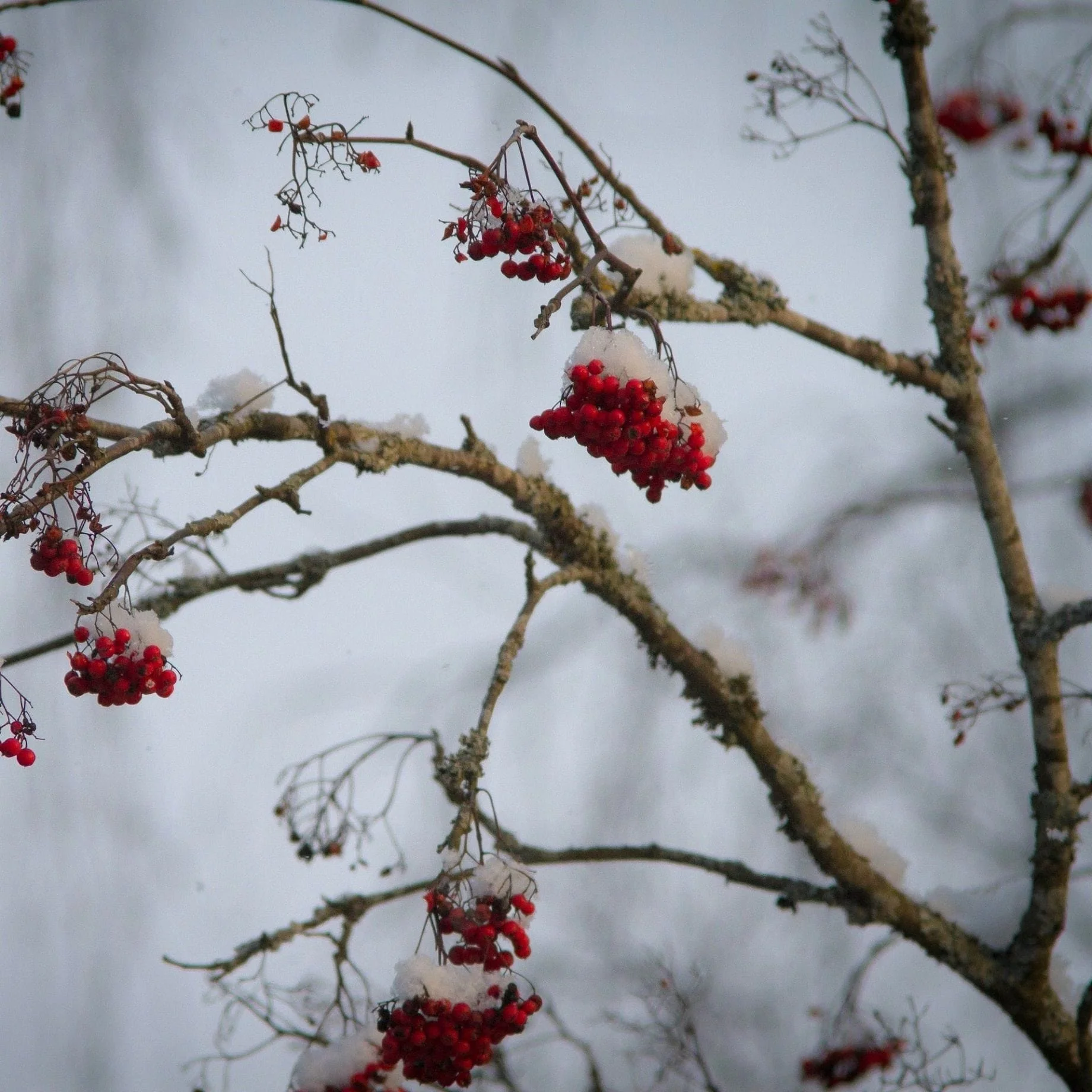 Mountain Ash Rowan Tree | Sorbus aucuparia - Image 8