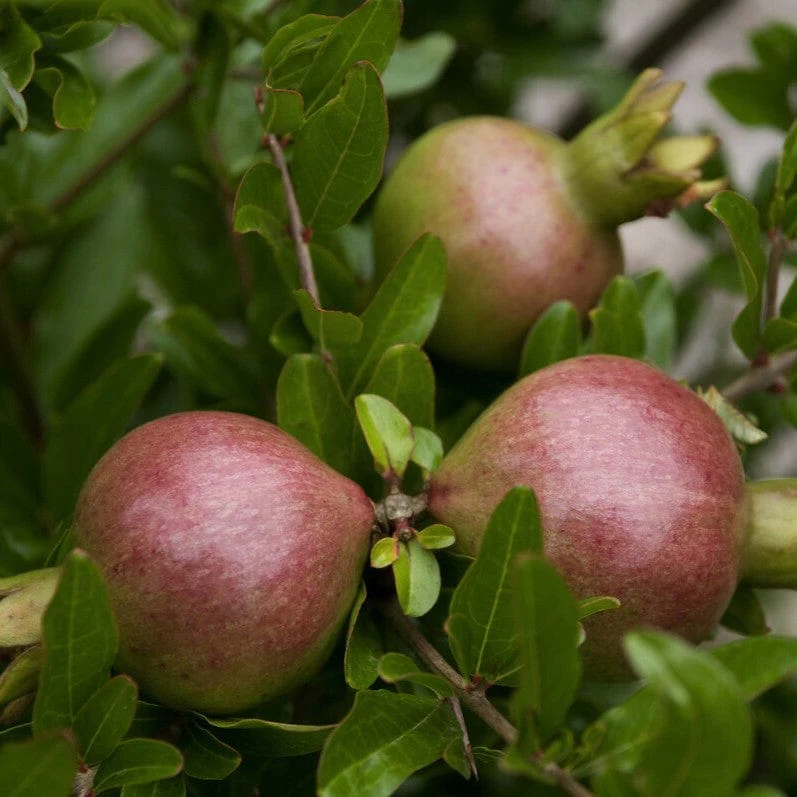 'Nana' Patio Pomegranate Tree