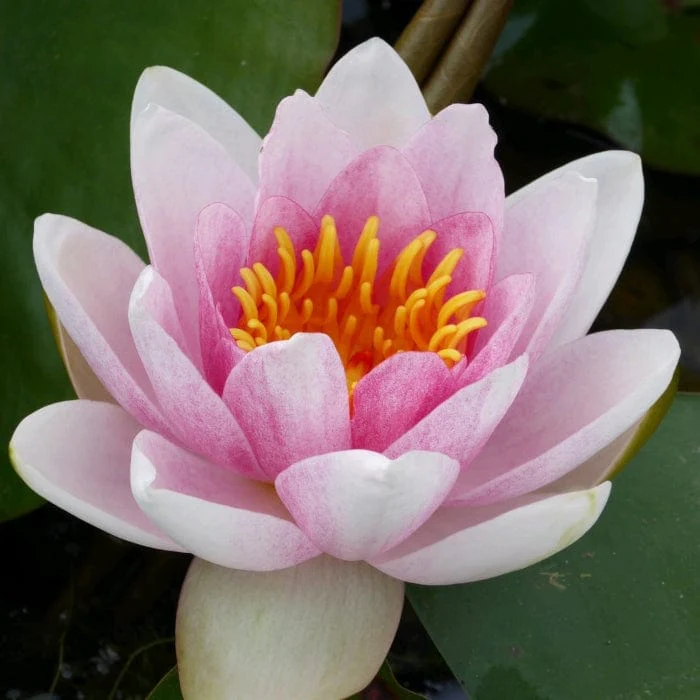 Water Lily | Nymphaea 'Mrs Richmond' - Image 7