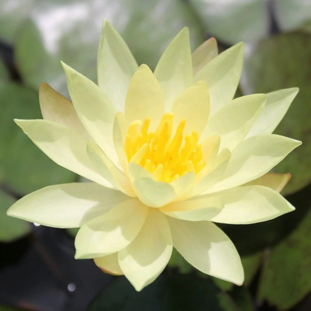 Fragrant Yellow Water Lily | Nymphaea 'Odorata Sulphurea' - Image 2