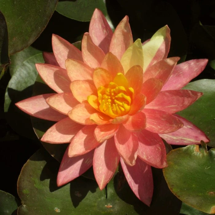 Variegated Water Lily | Nymphaea 'Wanvisa' - Image 4