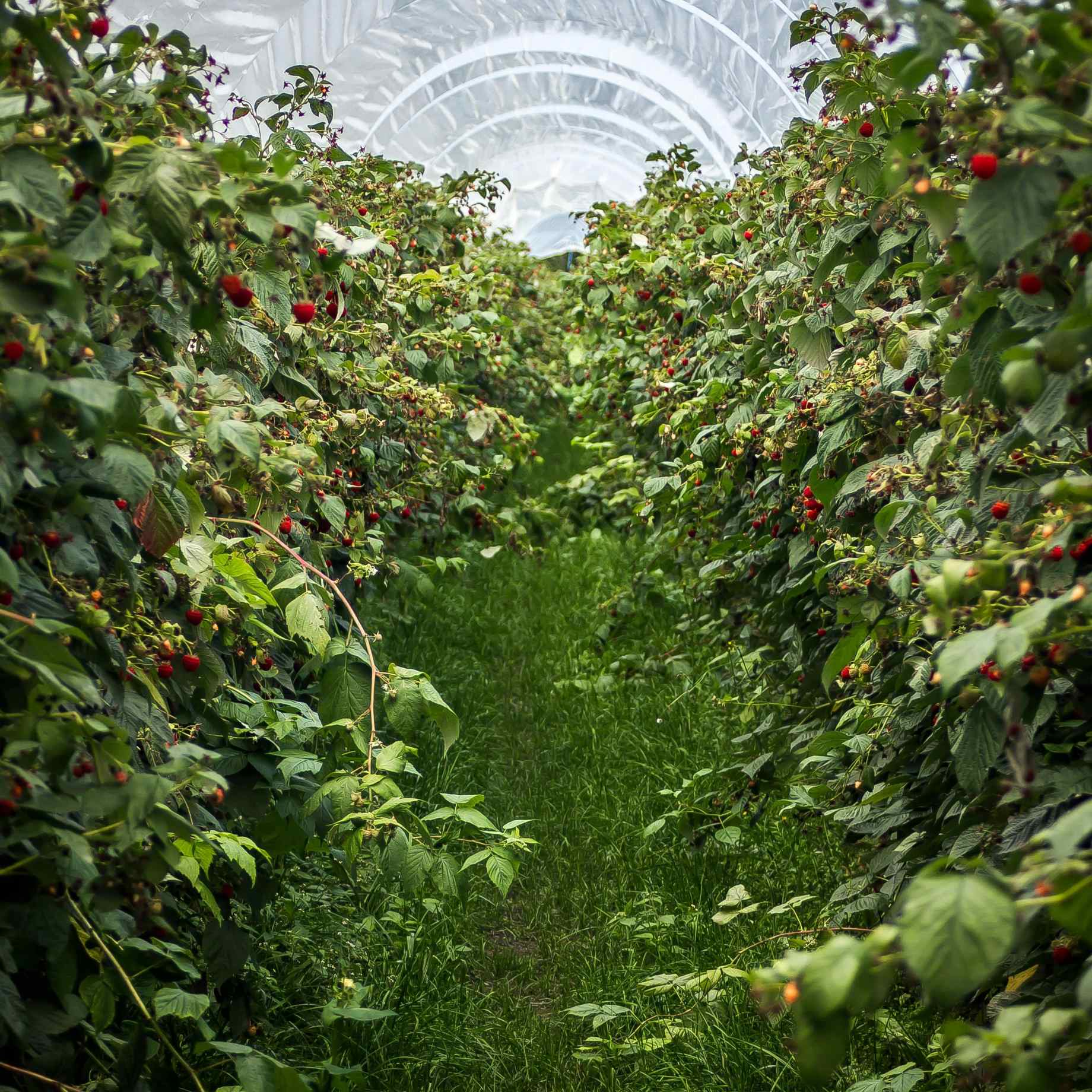 'Octavia' Long Cane Raspberry Plant - Image 2