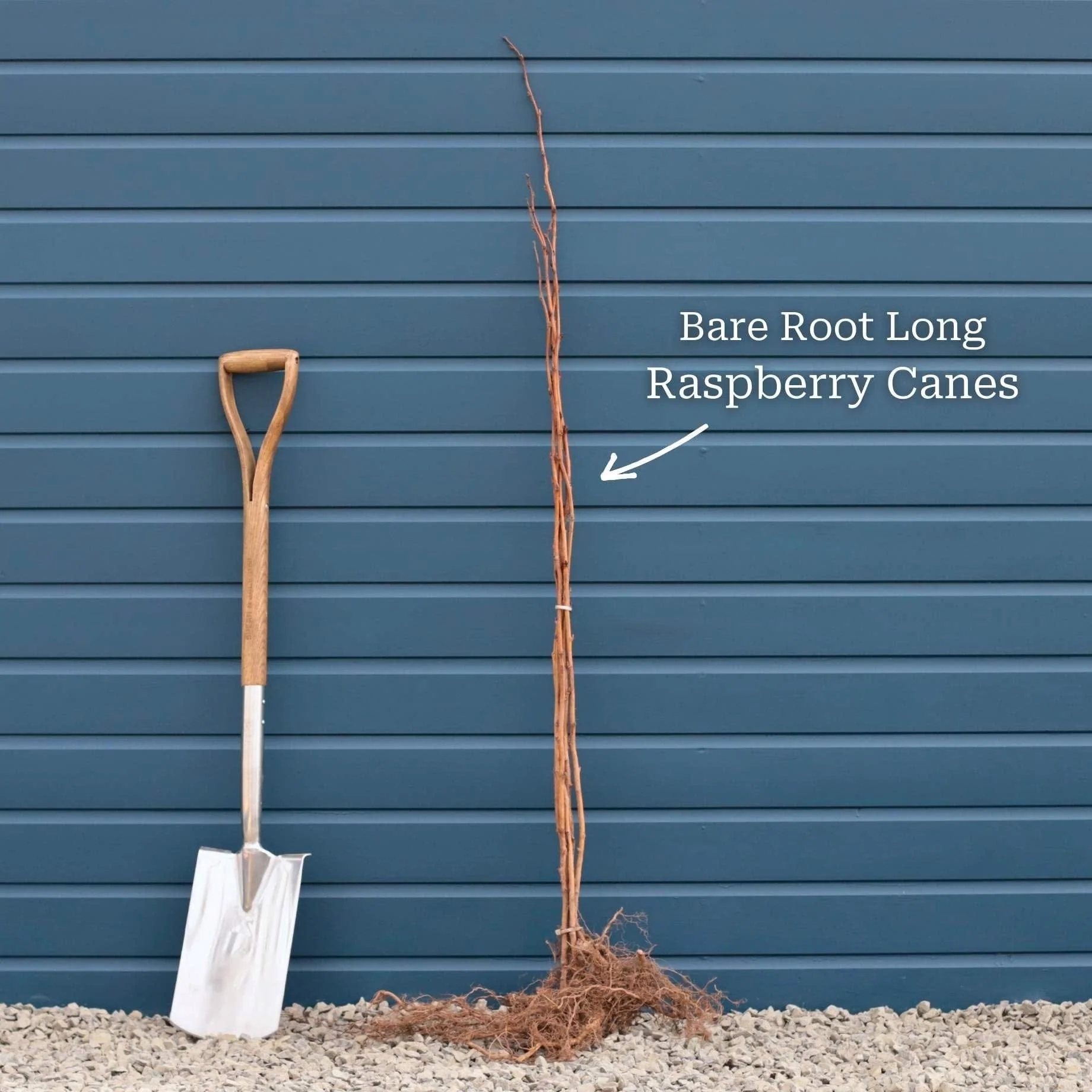 'Glen Ample' Raspberry Plants - Image 6