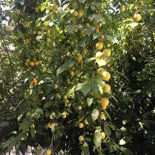 'Old Greengage' Plum Tree - Image 4