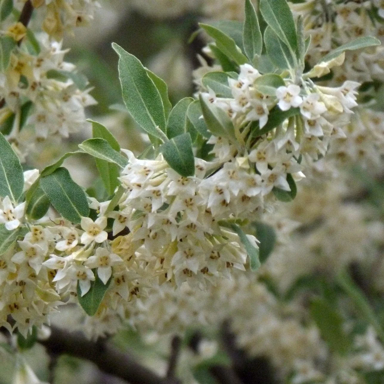 Compact Oleaster | Elaeagnus ebbingei 'Compacta' - Image 4