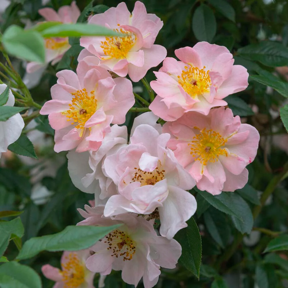 'Open Arms' Climbing Rose