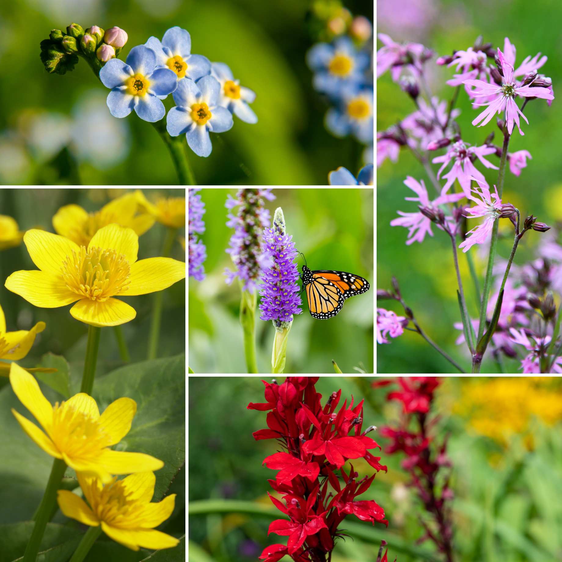 Colourful Pond Plants Collection | Grower's Choice