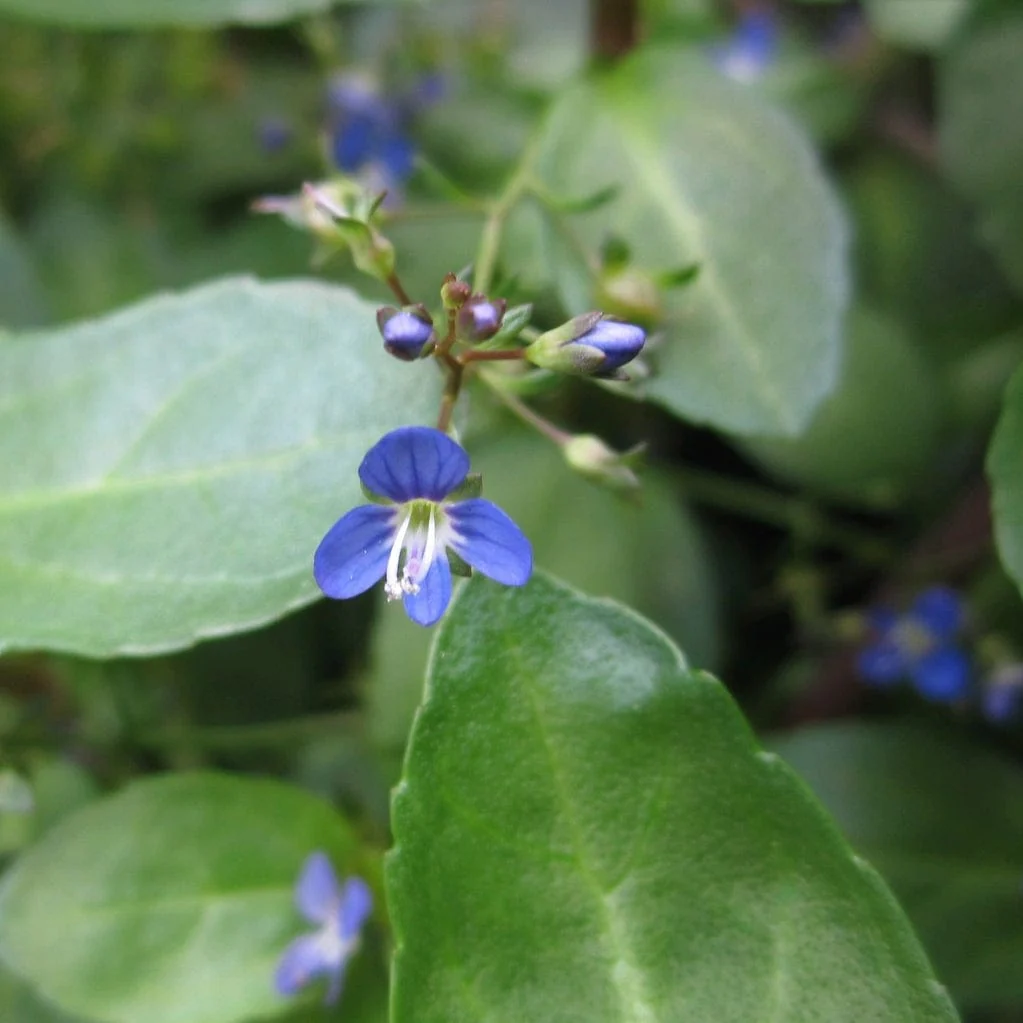 Colourful Pond Plants Collection | Grower's Choice - Image 2