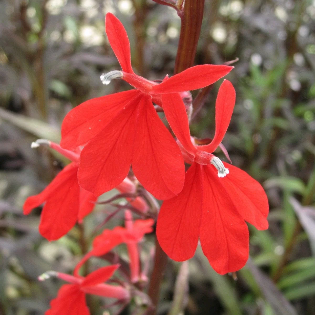 Colourful Pond Plants Collection | Grower's Choice - Image 3