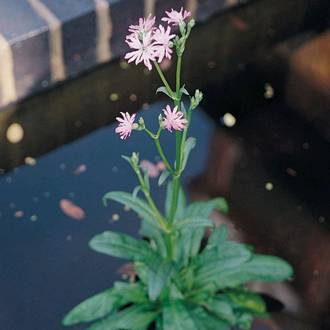 Colourful Pond Plants Collection | Grower's Choice - Image 4