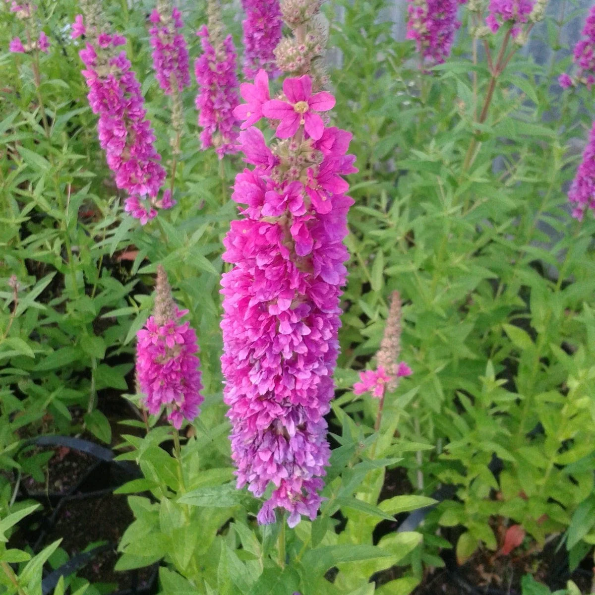 Colourful Pond Plants Collection | Grower's Choice - Image 5