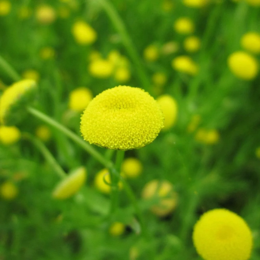 Colourful Pond Plants Collection | Grower's Choice - Image 6
