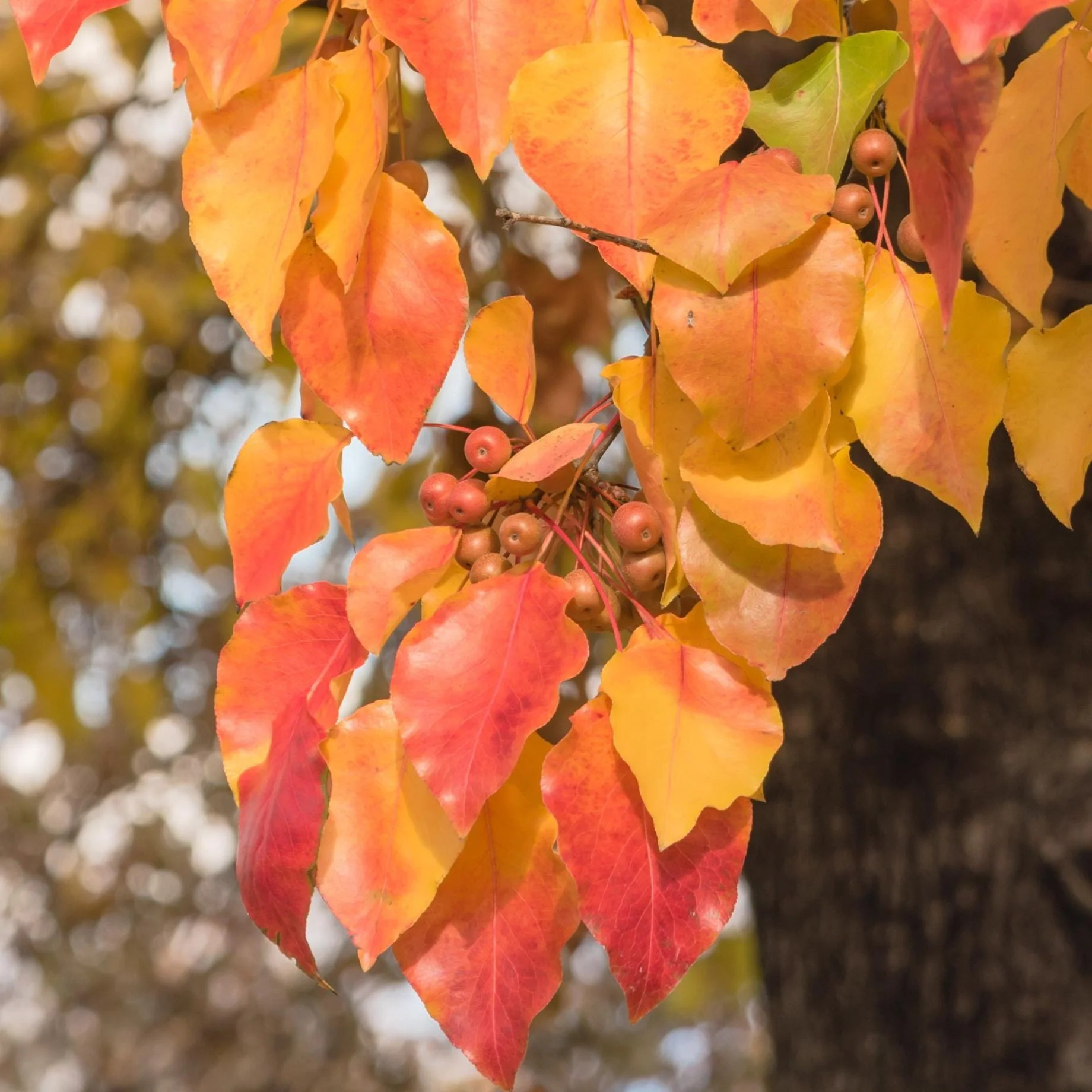 Ornamental Pear Tree | Pyrus 'Chanticleer' - Image 4