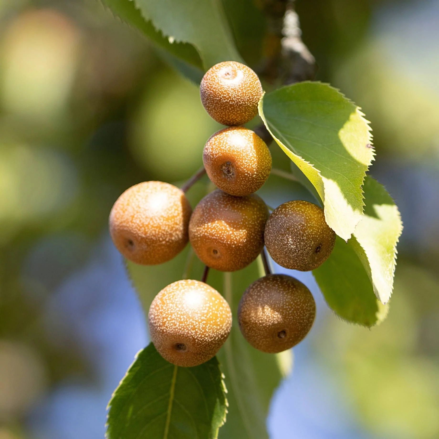Ornamental Pear Tree | Pyrus 'Chanticleer' - Image 5