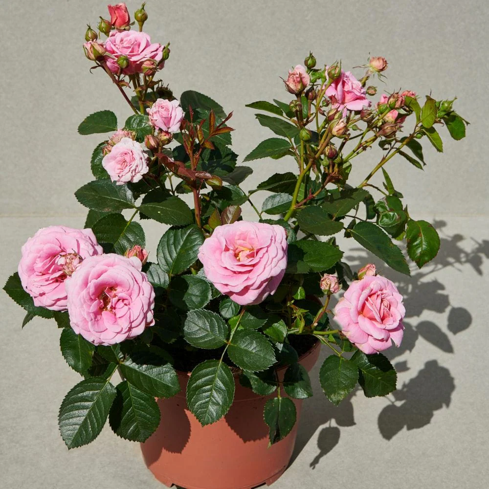 'Palace Tabor' Patio Shrub Rose - Image 3