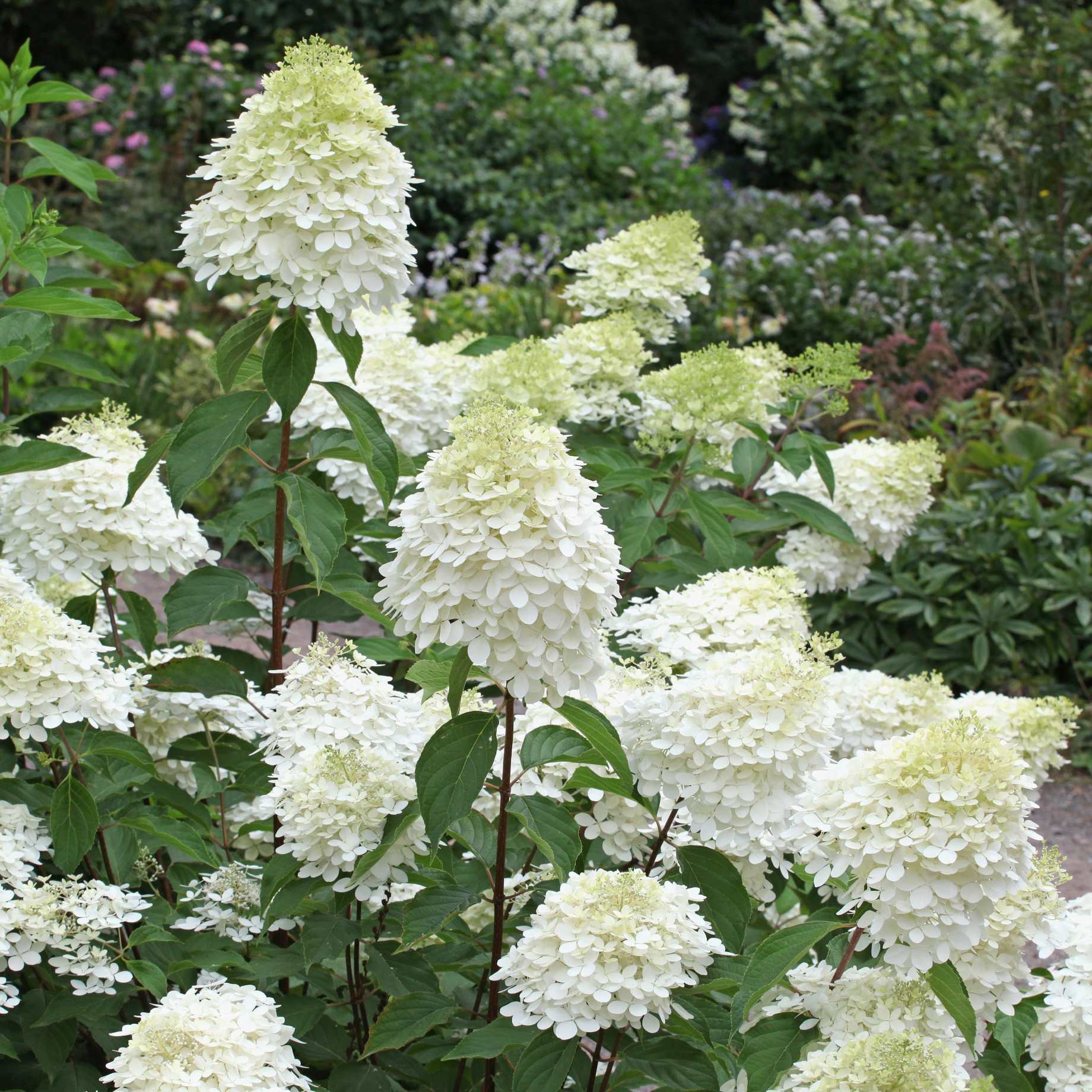Hydrangea paniculata 'Phantom'