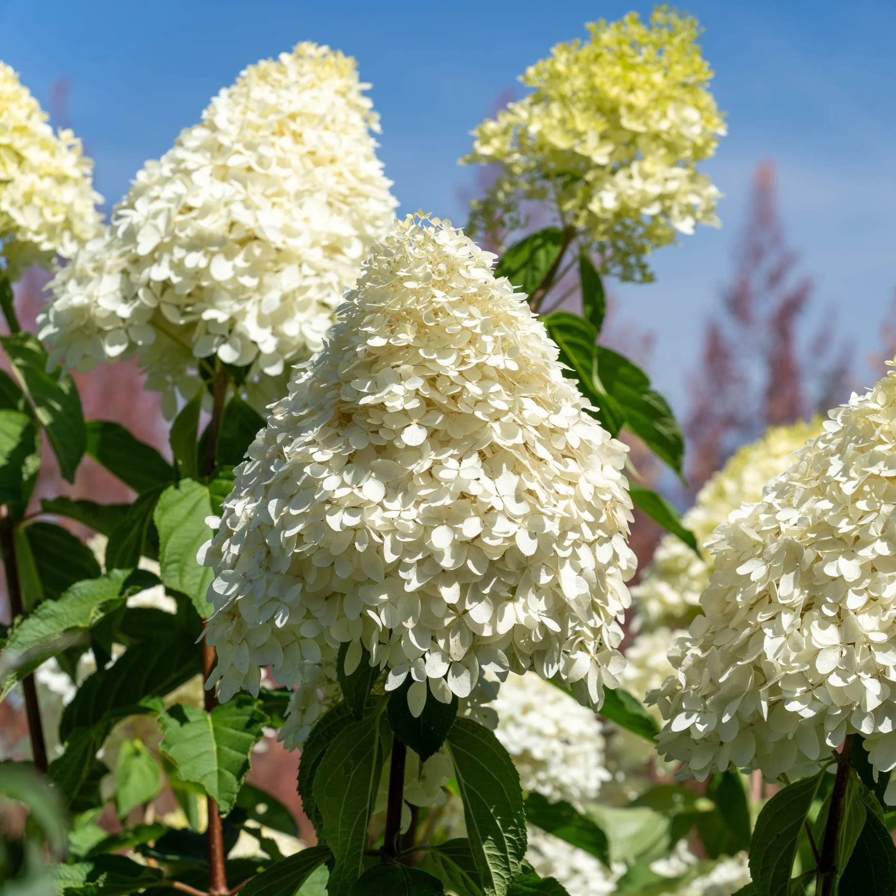 Hydrangea paniculata 'Phantom' - Image 2