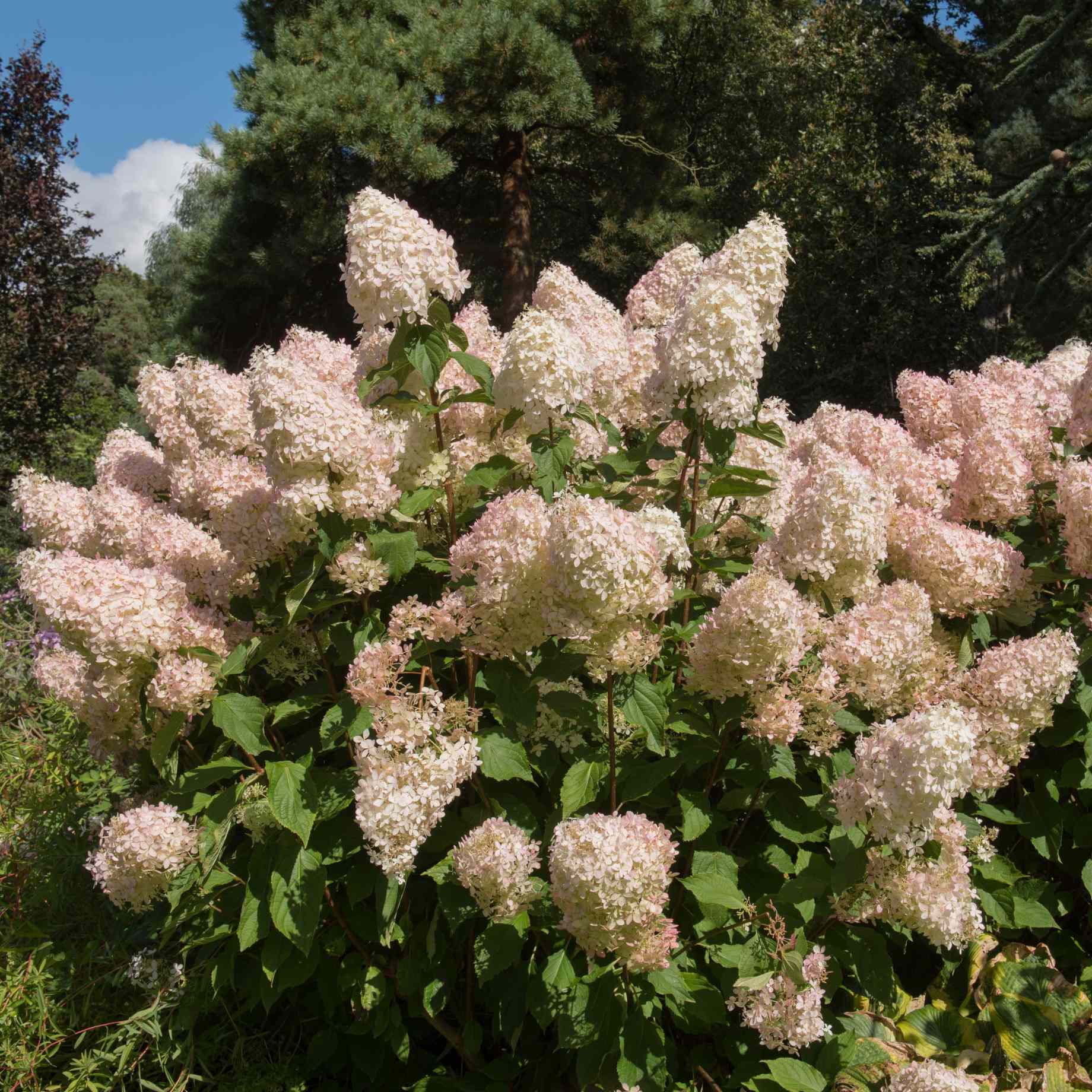 Hydrangea paniculata 'Phantom' - Image 3