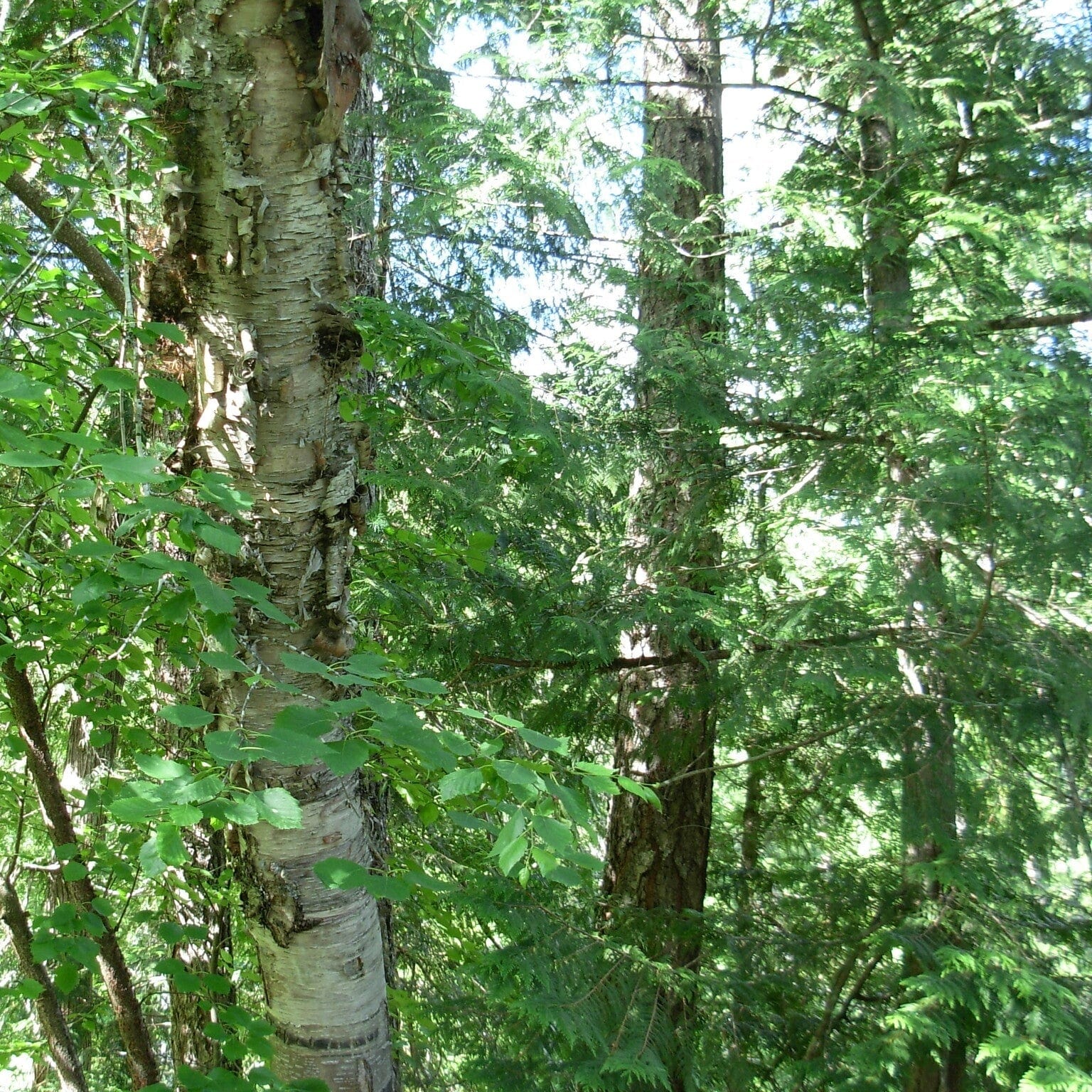 Paper Birch Hedging | Betula papyrifera - Image 3